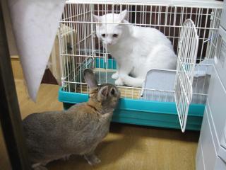 どいてくださいpictIMIMG_1209.jpg
