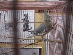 オカメインコIMG_7021.jpg