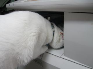 コピー頭突っ込むpictIMIMG_1239.jpg