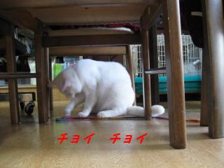 テーブルの下でちょいちょいpictIMIMG_144611.jpg
