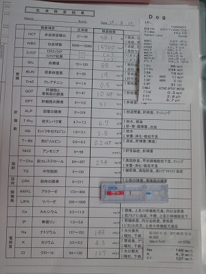 プードル10血液検査IMG_3685.jpg