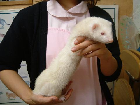ホワイティー.jpg