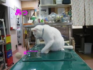 ６ころがったpictIMIMG_3071.jpg