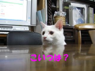 1こいつは？pictIMIMG_2731.jpg