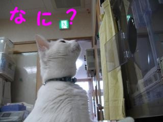 1なに？聞こえるpictIMIMG_3316.jpg