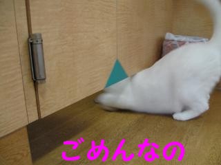 16ごめんなのpictIMIMG_2724.jpg