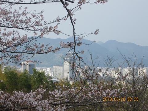 22桜４.jpg