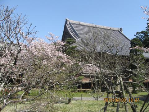 22桜11.jpg