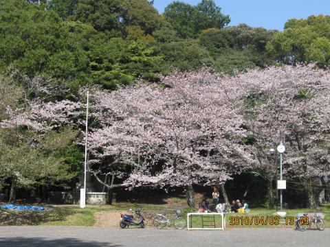 22桜12.jpg