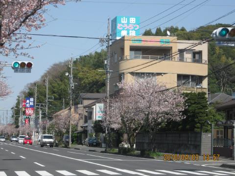 22桜15.jpg