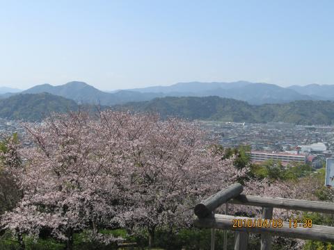 22桜8.jpg