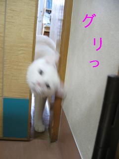 7ぐりっと頭をpictIMIMG_2700.jpg