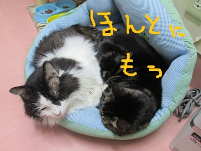 X4ほんとにもうIMG_7970.JPG
