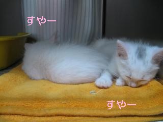 j1２匹仔猫pictIMG_3934.jpg