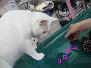 k3ころころするpictIMG_4059.jpg