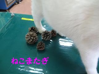 k4ねこまたぎpictIMG_4057.jpg