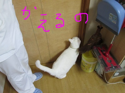m4かえるのIMG_9145.JPG