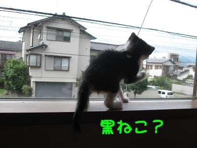 o1黒猫IMG_8702.JPG
