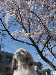 桜　ありさ