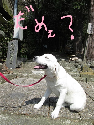 r5だめぇIMG_8836.JPG