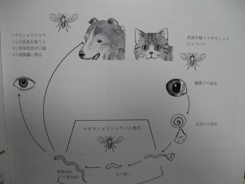 山田どうぶつ病院 Blog