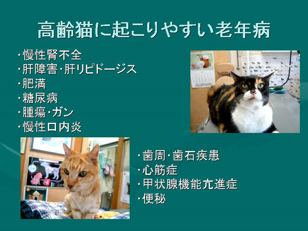 10.高齢猫に起こりやすい老年病