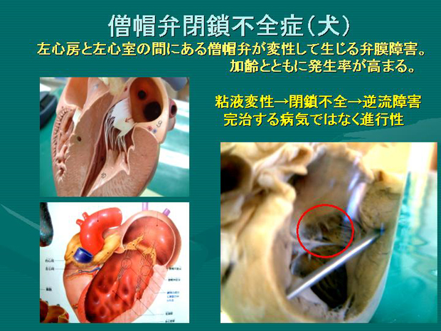 11.僧帽弁閉鎖不全症（犬）