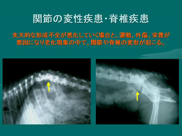14.関節の変性疾患・脊椎疾患