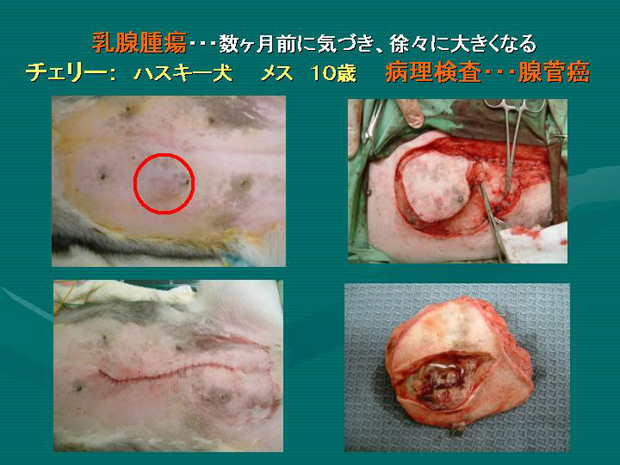 20.乳腺腫瘍　ハスキー犬　チェリー