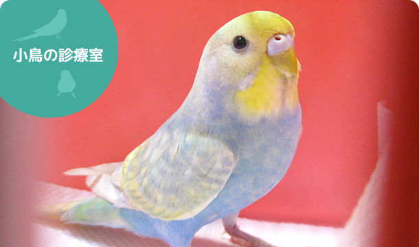 インコ 病気 セキセイ