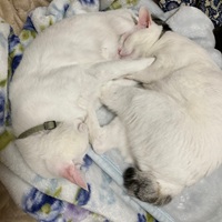 aイクラとタラオIMG_4509