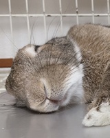 aらいちゃんimage0