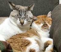 aらんのぶimage1