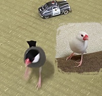 a文鳥564203027226427942