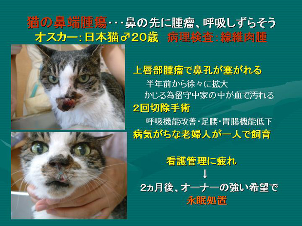 27.猫の鼻端腫瘍