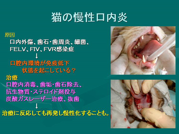 33.猫の慢性口内炎