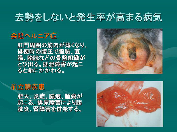 38.去勢をしないと発生率が高まる病気